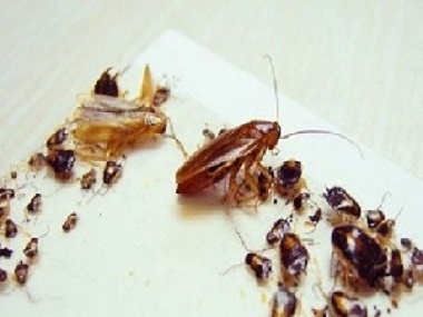 住宅消杀蟑螂